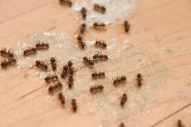 Best Termite Control Services  in Ralls, TX