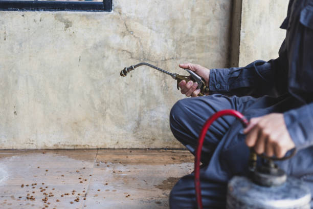 Best Wasp Removal Services  in Ralls, TX